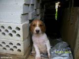 Собаки, щенки Ирландский терьер, цена 500 Грн., Фото