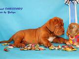 Собаки, щенята Бордоський дог, ціна 17000 Грн., Фото