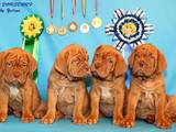 Собаки, щенки Бордосский дог, цена 17000 Грн., Фото
