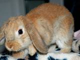 Грызуны Кролики, Фото