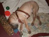 Собаки, щенки Шарпей, цена 1000 Грн., Фото