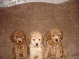 Собаки, щенки Карликовый пудель, цена 750 Грн., Фото
