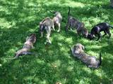 Собаки, щенки Испанский мастиф, цена 3200 Грн., Фото
