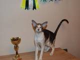 Кошки, котята Ориентальная, цена 3200 Грн., Фото