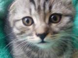 Кошки, котята Азиатская табби, цена 2000 Грн., Фото
