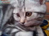Кішки, кошенята Азіатська таббі, ціна 2000 Грн., Фото