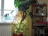 Домашние растения Крупные растения, цена 500 Грн., Фото