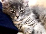 Кішки, кошенята Сибірська, ціна 750 Грн., Фото