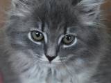 Кішки, кошенята Сибірська, ціна 750 Грн., Фото