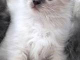 Кошки, котята Сибирская, цена 750 Грн., Фото