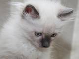Кошки, котята Сибирская, цена 750 Грн., Фото