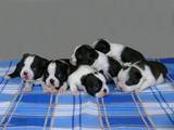 Собаки, щенята Бостонтерьер, ціна 11000 Грн., Фото