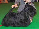 Собаки, щенята Скотчтерьер, ціна 11000 Грн., Фото
