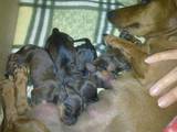 Собаки, щенки Жесткошерстная миниатюрная такса, цена 1200 Грн., Фото