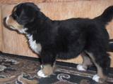 Собаки, щенки Бернская горная собака, цена 4500 Грн., Фото
