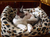 Кошки, котята Корниш-рекс, цена 3200 Грн., Фото