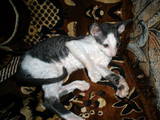 Кошки, котята Корниш-рекс, цена 3200 Грн., Фото