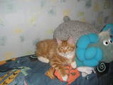 Кошки, котята Курильский бобтейл, цена 2100 Грн., Фото
