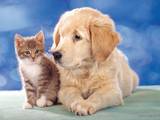 Собаки, щенки Ветеринарные услуги, Фото