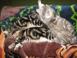 Кішки, кошенята Курильський бобтейл, ціна 2500 Грн., Фото