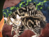 Кошки, котята Курильский бобтейл, цена 2500 Грн., Фото
