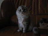 Кошки, котята Хайленд Фолд, цена 3500 Грн., Фото