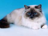 Кошки, котята Сейшельская длинношерстная, цена 20000 Грн., Фото