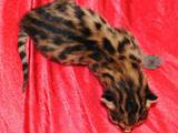 Кошки, котята Сейшельская длинношерстная, цена 20000 Грн., Фото