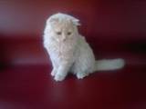 Кошки, котята Британская длинношёрстная, цена 2000 Грн., Фото
