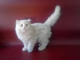 Кошки, котята Британская длинношёрстная, цена 2000 Грн., Фото