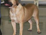 Собаки, щенки Южноафриканский бурбуль, цена 10000 Грн., Фото