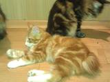 Кошки, котята Курильский бобтейл, цена 2500 Грн., Фото