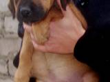 Собаки, щенята Південноафриканський Бурбуль, ціна 1000 Грн., Фото