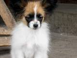 Собаки, щенята Папільон, ціна 10000 Грн., Фото