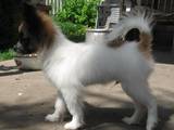 Собаки, щенята Папільон, ціна 10000 Грн., Фото