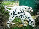 Собаки, щенки Далматин, цена 2000 Грн., Фото