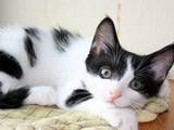 Кошки, котята Восточная короткошерстная, цена 5 Грн., Фото