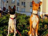Собаки, щенки Басенджи, цена 7600 Грн., Фото