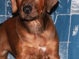 Собаки, щенята Родезійського ріджбек, ціна 100 Грн., Фото