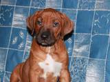 Собаки, щенята Родезійського ріджбек, ціна 100 Грн., Фото