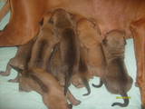 Собаки, щенята Родезійського ріджбек, ціна 1500 Грн., Фото