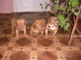 Собаки, щенята Бордоський дог, ціна 1600 Грн., Фото