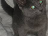 Кішки, кошенята Російська блакитна, ціна 100 Грн., Фото