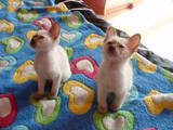 Кошки, котята Тонкинез, цена 4000 Грн., Фото