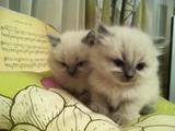 Кішки, кошенята Невськая маскарадна, ціна 1600 Грн., Фото
