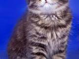 Кошки, котята Хайленд Фолд, цена 100 Грн., Фото