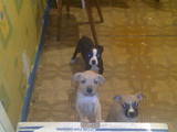 Собаки, щенки Стаффордширский бультерьер, цена 700 Грн., Фото