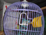 Папуги й птахи Клітки та аксесуари, ціна 50 Грн., Фото
