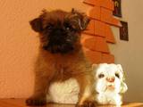 Собаки, щенки Брюссельский гриффон, цена 7000 Грн., Фото