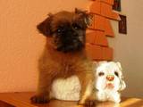 Собаки, щенки Брюссельский гриффон, цена 7000 Грн., Фото